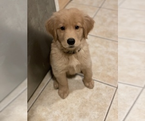 Golden Retriever Puppy for sale in LOS ANGELES, CA, USA