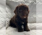 Image preview for Ad Listing. Nickname: Maple