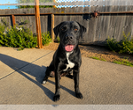 Small #2 Labrador Retriever Mix
