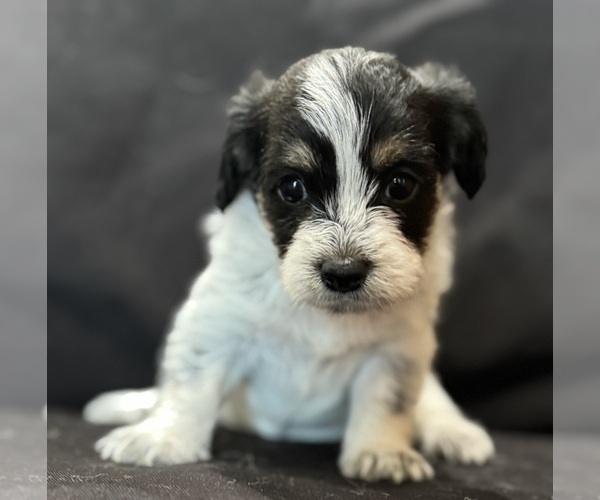 Medium Photo #8 Pembroke Welsh Corgi-Poodle (Miniature) Mix Puppy For Sale in LONGMONT, CO, USA