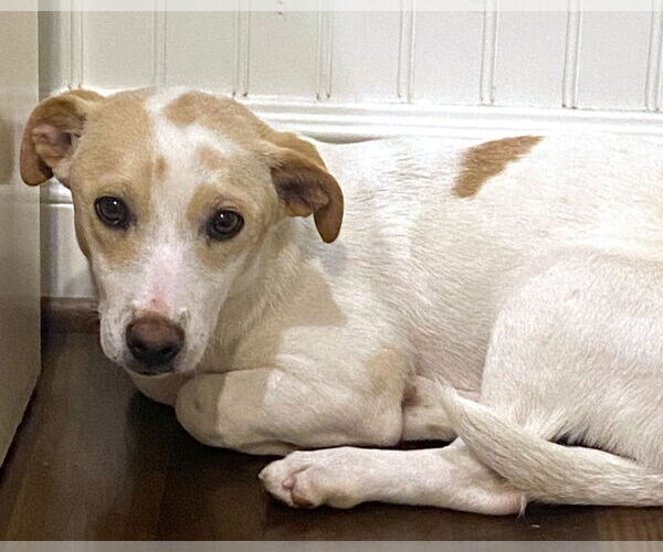 Medium Photo #5 Mutt Puppy For Sale in Corona, CA, USA