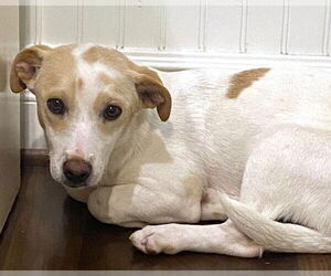 Addie - Female Mutt Dog for Adoption - Photo #5