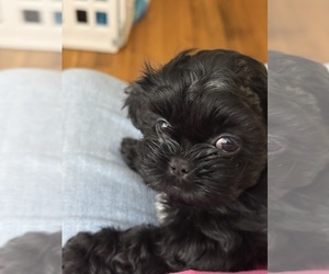 Shih Tzu Puppy for sale in CANTONMENT, FL, USA