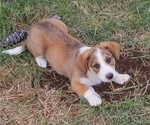 Small Photo #25 Border Collie-Pembroke Welsh Corgi Mix Puppy For Sale in CHILOQUIN, OR, USA