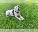 Small #6 American Pit Bull Terrier
