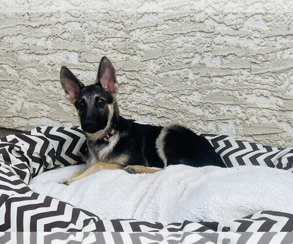 Medium Photo #6 German Shepherd Dog Puppy For Sale in Roseville, MN, USA
