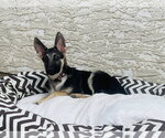 Small #5 German Shepherd Dog