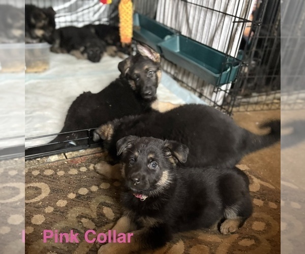 Medium Photo #2 German Shepherd Dog Puppy For Sale in SUMPTER TWP, MI, USA