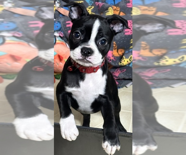 Medium Photo #1 Boston Terrier Puppy For Sale in FLINT, MI, USA
