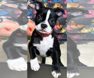 Medium Boston Terrier