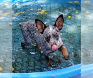 Australian Cattle Dog Puppy for sale in SCOTLAND NECK, NC, USA