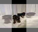 Small #8 Yorkshire Terrier