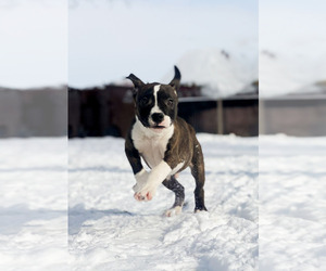 American Staffordshire Terrier Puppy for sale in STOCKBRIDGE, MI, USA
