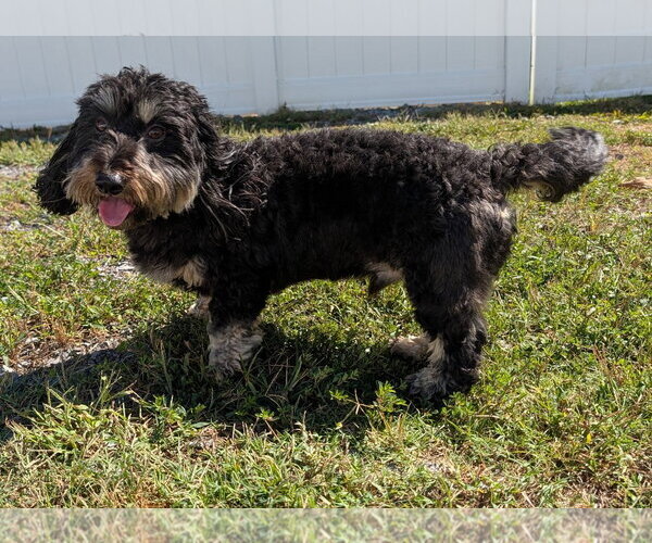 Medium Photo #3 Dachshund Puppy For Sale in Shelbyville, TN, USA