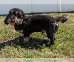 Small Photo #3 Dachshund Puppy For Sale in Shelbyville, TN, USA