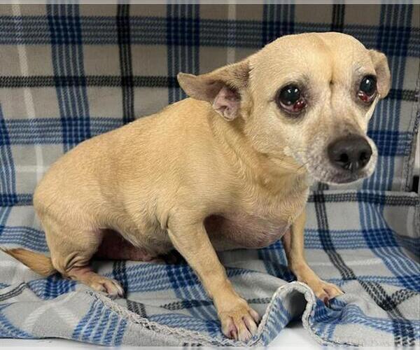 Medium Photo #1 Chihuahua Puppy For Sale in HESPERIA, CA, USA