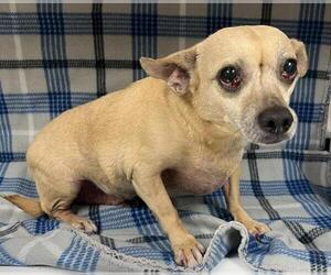 Chihuahua Dogs for adoption in HESPERIA, CA, USA