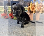 Small #6 Labrador Retriever