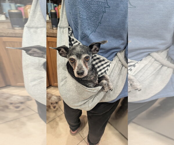 Medium Photo #2 Miniature Pinscher-Unknown Mix Puppy For Sale in Aurora, CO, USA