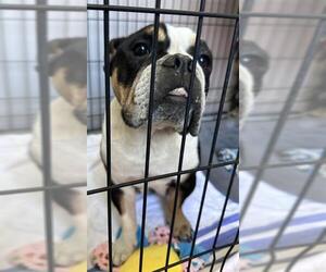 Bulldog Dogs for adoption in Redlands, CA, USA