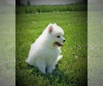 Small #4 Samoyed