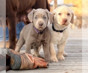 Labrador Retriever Puppy for Sale in VONA, Colorado USA