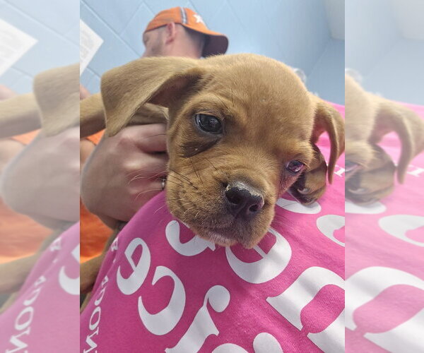 Medium Photo #2 Rottweiler-Unknown Mix Puppy For Sale in Evansville, IN, USA