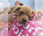 Small Photo #2 Rottweiler-Unknown Mix Puppy For Sale in Evansville, IN, USA