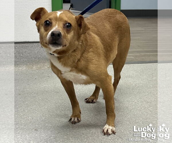 Medium Photo #2 Chihuahua-Unknown Mix Puppy For Sale in Washington, DC, USA