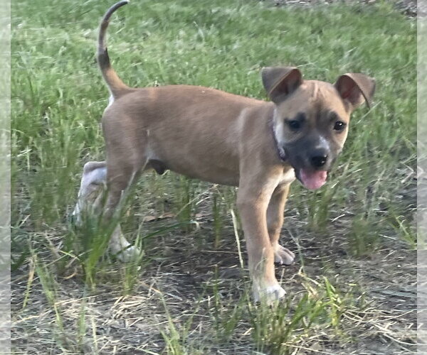 Medium Photo #4 Labrador Retriever-Unknown Mix Puppy For Sale in The Woodlands, TX, USA
