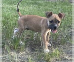 Small #3 Labrador Retriever Mix
