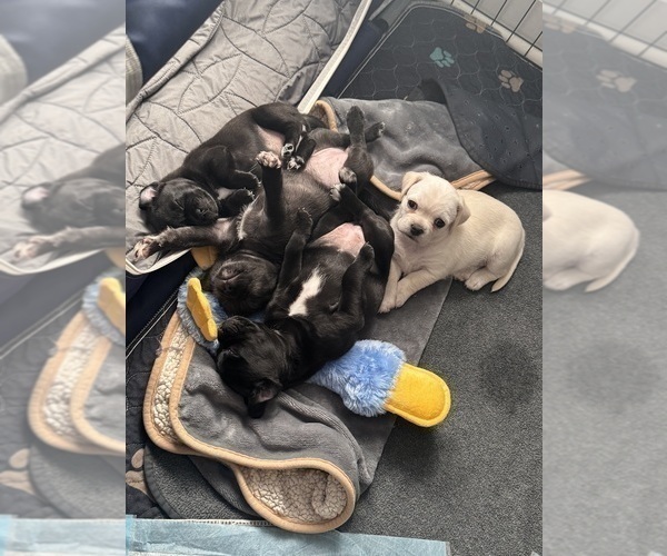 Medium Photo #1 Mutt Puppy For Sale in ORANGE, CA, USA