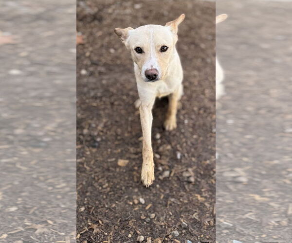 Medium Photo #1 Feist Terrier-Unknown Mix Puppy For Sale in Corning, AR, USA