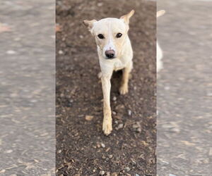 Feist Terrier-Unknown Mix Dogs for adoption in Corning, AR, USA