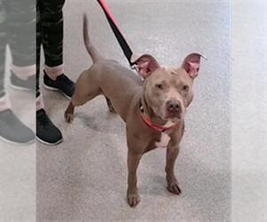 American Pit Bull Terrier Dogs for adoption in Louisville, KY, USA