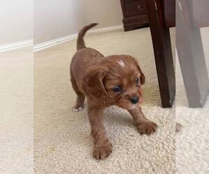 Cavalier King Charles Spaniel Puppy for sale in LITTLE ELM, TX, USA
