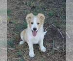 Small Photo #4 Border Collie Puppy For Sale in WARDEN, WA, USA