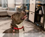 Small #18 American Pit Bull Terrier Mix