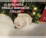 Small Photo #2 Golden Retriever Puppy For Sale in TULARE, CA, USA