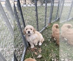 Small #5 Goldendoodle (Miniature)