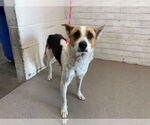 Small Border Collie Mix