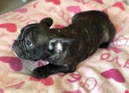 Small Photo #18 French Bulldog Puppy For Sale in JOHNS ISLAND, SC, USA