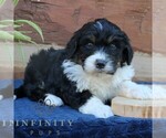 Small Bernedoodle (Miniature) (+ Poodle Miniature)