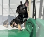 Small Photo #6 French Bulldog Puppy For Sale in CHICAGO, IL, USA