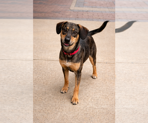 Tracker - Male Mutt Dog for Adoption - Photo #5