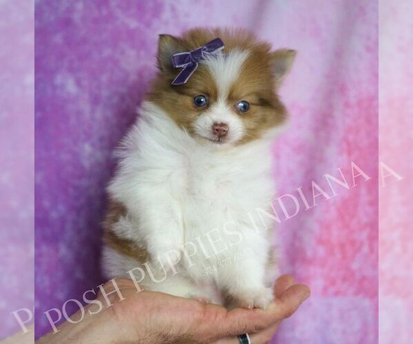 Medium Photo #8 Pomeranian Puppy For Sale in WARSAW, IN, USA