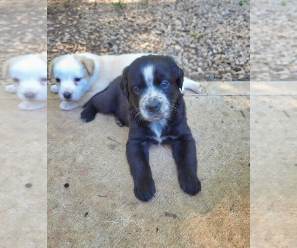 Medium Photo #1 Shepweiller Puppy For Sale in Raleigh, NC, USA
