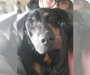 Mutt Dogs for adoption in Sandy, UT, USA