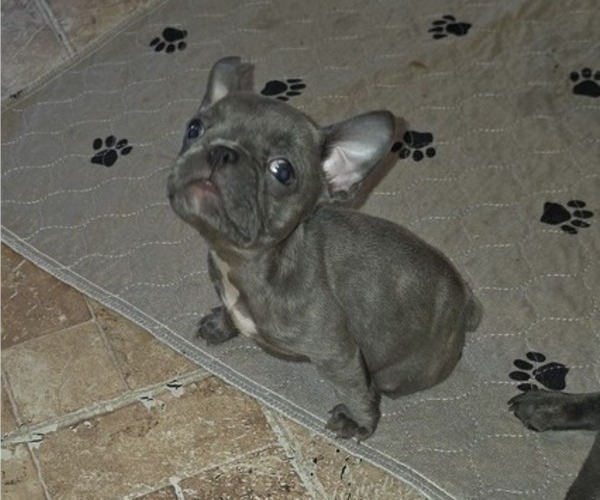 Medium Photo #2 French Bulldog Puppy For Sale in LOUISVILLE, KY, USA