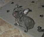 Small #1 French Bulldog